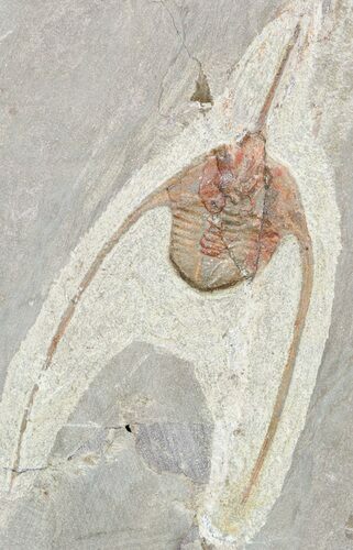 Lonchodomas (Ampyx) Trilobite - Morocco #56174